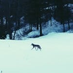 15401066_10154263575531406_2886694505637283739_n