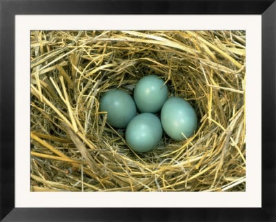 4630930~Eastern-Bluebird-Nest-with-Eggs-Posters 4630930~Eastern-Bluebird-Nest-with-Eggs-Posters