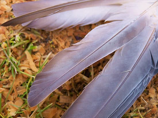 875602-5-broken-wing