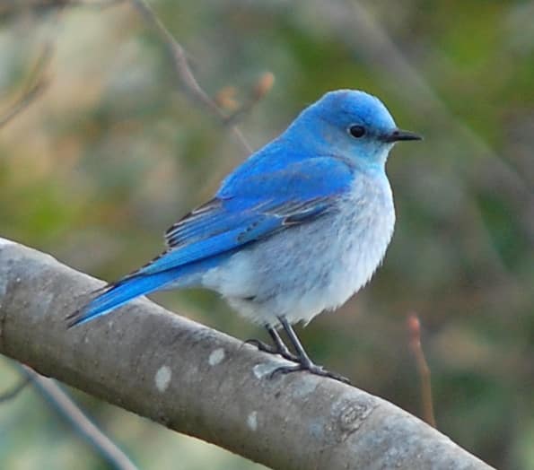 birdmountainbluebirdmale