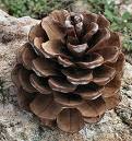 pine_cone pine_cone