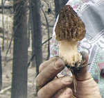 small_mushroom